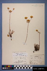 Eriogonum arcuatum var. arcuatum image